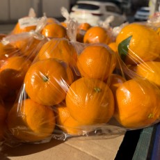 제주 레드향 6개