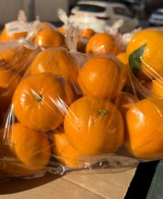 제주 강정배 레드향 7개