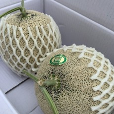 세론이 머스크 메론