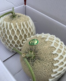 세론이 머스크 메론