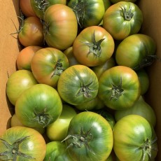 단짝단짝 대명사 대저토마토 600~700g 2사이즈