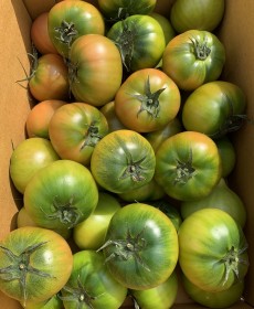 단짝단짝 대명사 대저토마토 600~700g 2사이즈