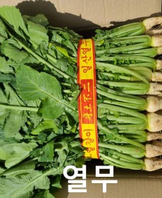 일산 열무 1단