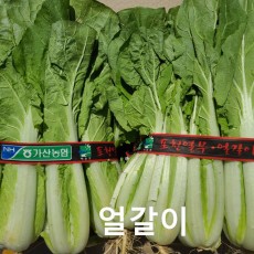 얼갈이 얼갈이