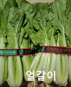 얼갈이 얼갈이
