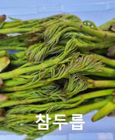 행사중 참두릅 1팩 230g