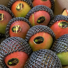 수입 애플망고 3개 깔도좋고알도크고 바로드셔도됩니다.