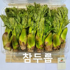 행사중 참두릅 1팩 500g