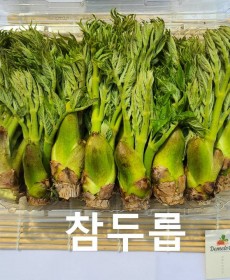 행사중 참두릅 1팩 500g