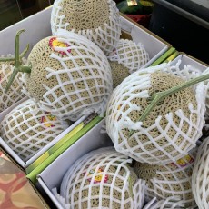 세론이 머스크 메론