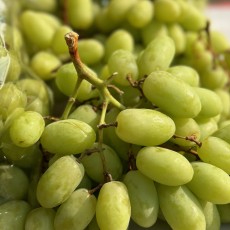 수입산 애플청포도 1kg이상