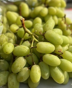 수입산 애플청포도 1kg이상