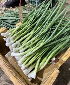 큰쪽파 1단 