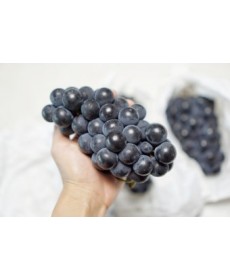 상주 캠벨포도 1.5kg 3~4송이 반박스