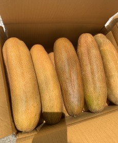 강원도 횡성 노각