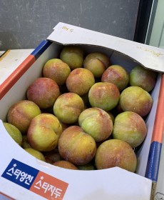 자두 주희 세콤달콤 9~10개 1.2kg
