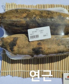 국산 햇연근