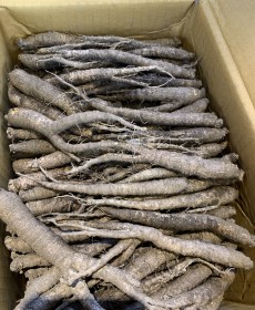 제주 더덕 400g “특특”