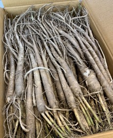 영주 피도라지 450g