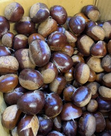 아산율림 ★꿀★밤 1kg 왕특 커요