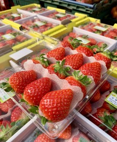 설향 딸기 3x3 1팩! 500g 특상품