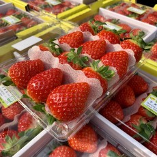 설향 딸기 3x4 1팩! 500g 특상품