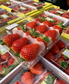 설향 딸기 3x4 1팩! 500g 특상품