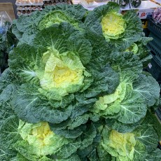 진도 원조 박윤 봄동 (정품)