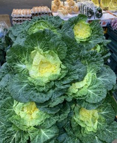 진도 원조 박윤 봄동 (정품)