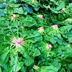 노지 비금섬초 1근