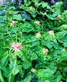 노지 비금섬초 1근