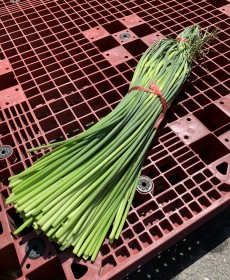 국산 남해마늘쫑 500g