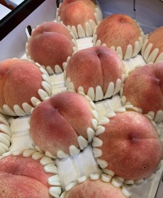 부드러운 그린황도복숭아 5알 1팩 