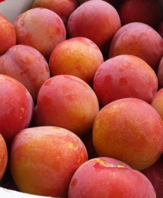 추희 자두 1.3kg (10~12개) 특사이즈 맛보장
