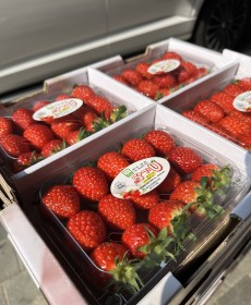 설향 딸기 3x5 3팩 500g