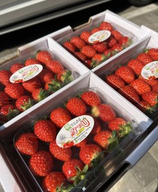 설향 딸기 3x5 1팩 500g