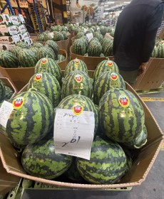 양구 꿀 수박 7kg ★맛보장★