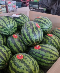 하우스 양평 꿀수박 8kg 신상품!!오늘 첫출하